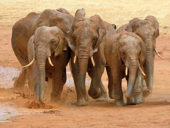 Elephant in lake. National park of Kenya, Africa