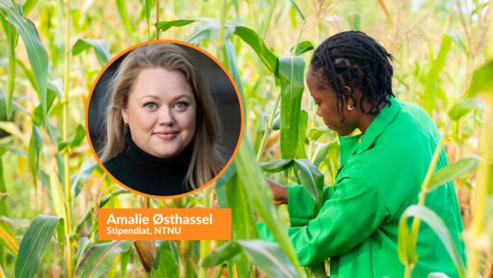 Amalie Østhassel v2 kommentar grafikk