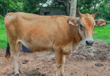 Myteknusing: Hevder lærindustrien fremmer falske påstander om at den ikke skader regnskogen