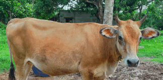 Myteknusing: Hevder lærindustrien fremmer falske påstander om at den ikke skader regnskogen