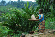 Indonesia vil anerkjenne urfolks skogområder på størrelse med Sveits