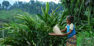 Indonesia vil anerkjenne urfolks skogområder på størrelse med Sveits