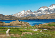 Geologist explains why Greenland is rich in natural resources