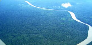 Brasil og Norge skal leie nytt regnskogsfond. Modell: Oljefondet