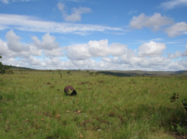 Amazonas-vippepunkt kan være 25 år unna: “Dramatisk negativ spiral”